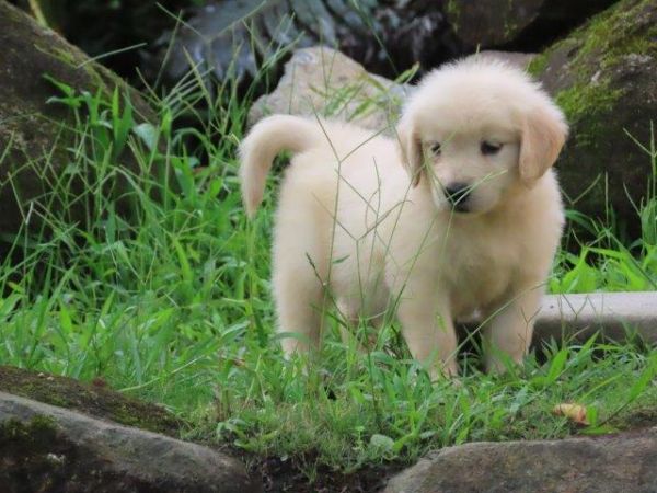 Golden Retriever Tajj Mahall Linda Fmeazinha  Microchip Trs vacinas importadas Curitiba