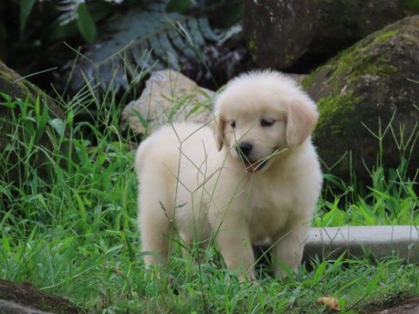 Golden Retriever Tajj Mahall Linda Fmeazinha  Microchip Trs vacinas importadas Curitiba