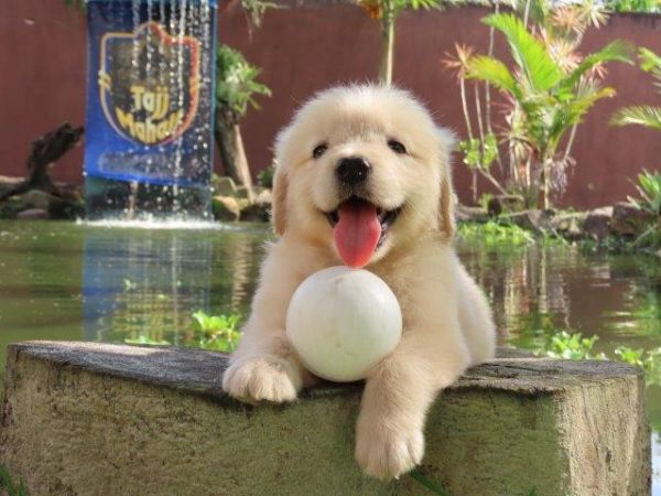 Golden Retriever Tajj Mahall Linda Fmeazinha  Microchip Trs vacinas importadas Curitiba