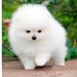 Spitz Alemo Spitz Ano Pomerania Branco Lisboa Lisboa