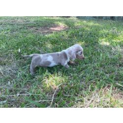 Dachshund NOSSOS TECKELS SO CRIADOS POR MDICA VETERINRIA CES LINDOS E SUPER SAUDVEIS So Paulo So Paulo