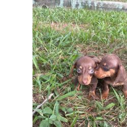 Dachshund VENHA BUSCAR O SEU TECKEL COM A GENTE VALE A PENA CES CRIADOS POR MDICA VET So Paulo So Paulo