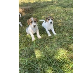 Jack Russel Terrier APROVEITE O FERIADO E VENHA BUSCAR SEU JACK COM A GENTE AQUI O SEU FILHOTE  CRIADO POR VET