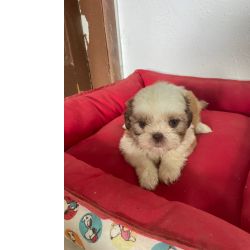Shih-tzu APROVEITE O FERIADO E VENHA BUSCAR O SEU SHIH TZ COM A GENTE AQUI O SEU FILHOTE  CRIADO POR VET