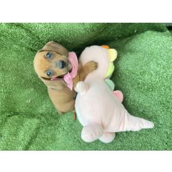 Dachshund FILHOTE DE SALSICHA CARAMELO MINI FMEA