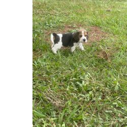 Beagle BEAGLES ORGULHOSAMENTE CRIADOS POR MDICA VETERINRIA