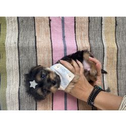 Yorkshire Terrier FILHOTE DE YORKSHIRE MACHO So Paulo Cotia Granja Viana