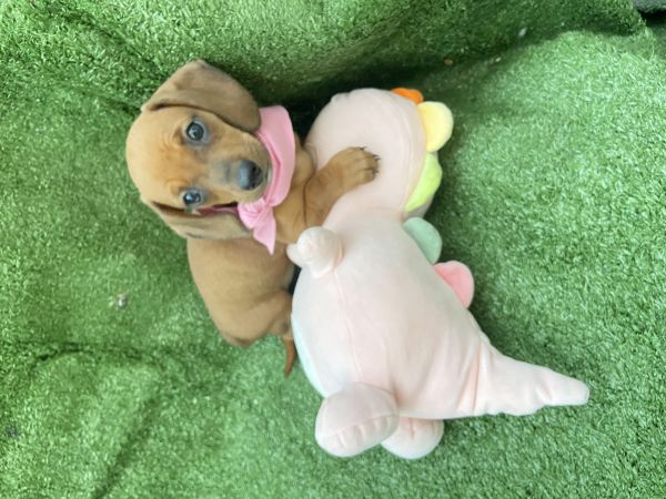 FILHOTE DE DACHSHUND FMEA MINI CARAMELO