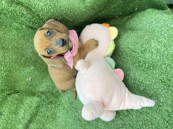 FILHOTE DE DACHSHUND FMEA MINI CARAMELO