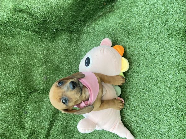 FILHOTE DE DACHSHUND FMEA MINI CARAMELO