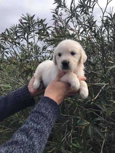 Golden retriever Golden retriever