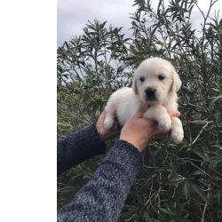 Golden Retriever Golden retriever