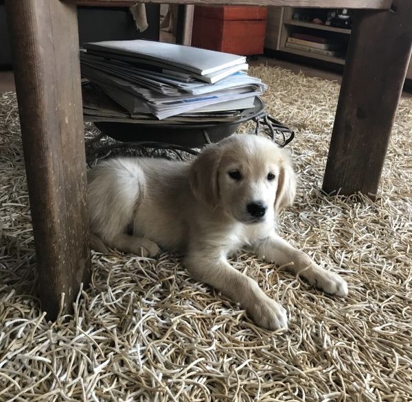 Golden retriever Golden retriever