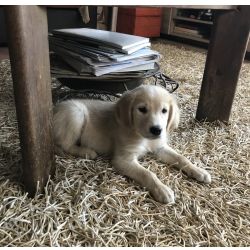 Golden Retriever Golden retriever