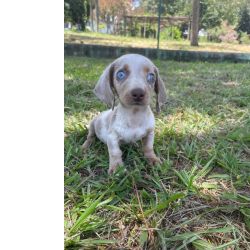 Dachshund TECKELS PARA VIR BUSCAR HOJE ESTO ACABANDO VENHA GARANTIR O SEU So Paulo So Paulo