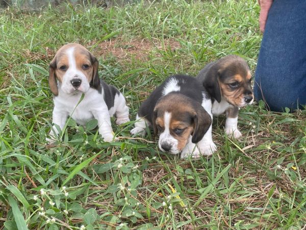FILHOTES DE BEAGLES ORGULHOSAMENTE CRIADOS POR MDICA VETERINRIA