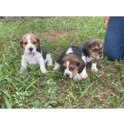 Beagle FILHOTES DE BEAGLES ORGULHOSAMENTE CRIADOS POR MDICA VETERINRIA So Paulo So Paulo