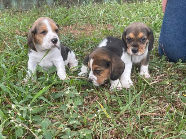 FILHOTES DE BEAGLES ORGULHOSAMENTE CRIADOS POR MDICA VETERINRIA