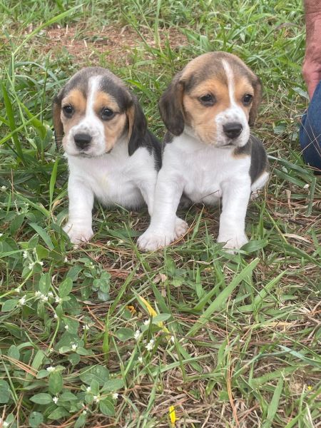 FILHOTES DE BEAGLES ORGULHOSAMENTE CRIADOS POR MDICA VETERINRIA