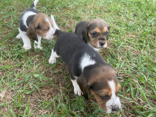 FILHOTES DE BEAGLES ORGULHOSAMENTE CRIADOS POR MDICA VETERINRIA