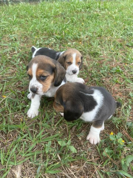 FILHOTES DE BEAGLES ORGULHOSAMENTE CRIADOS POR MDICA VETERINRIA
