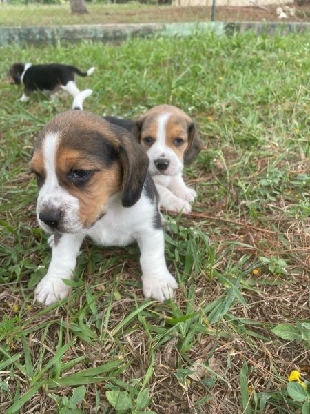 FILHOTES DE BEAGLES ORGULHOSAMENTE CRIADOS POR MDICA VETERINRIA