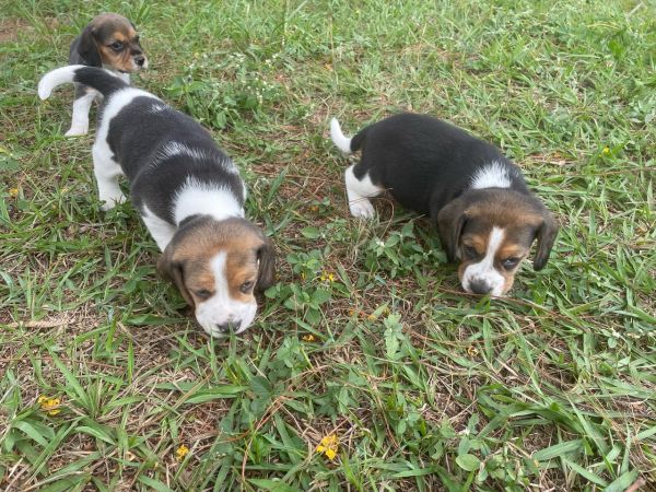 FILHOTES DE BEAGLES ORGULHOSAMENTE CRIADOS POR MDICA VETERINRIA