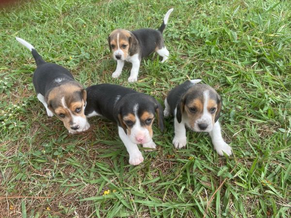 FILHOTES DE BEAGLES ORGULHOSAMENTE CRIADOS POR MDICA VETERINRIA