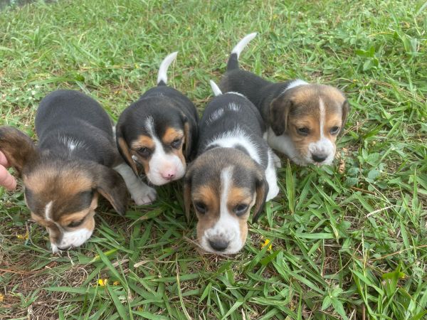 FILHOTES DE BEAGLES ORGULHOSAMENTE CRIADOS POR MDICA VETERINRIA