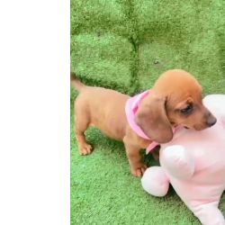 Dachshund BASSET MINI TECKEL LINDA FMEA DOURADA PARC DEZ X ENTREGO HOJE CHAMA NO ZAP