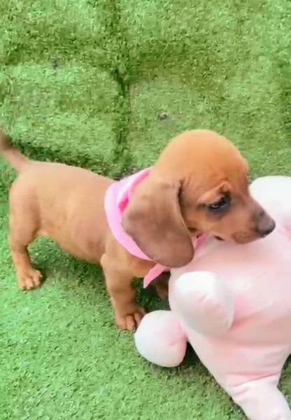 BASSET MINI TECKEL LINDA FMEA DOURADA PARC DEZ X ENTREGO HOJE CHAMA NO ZAP