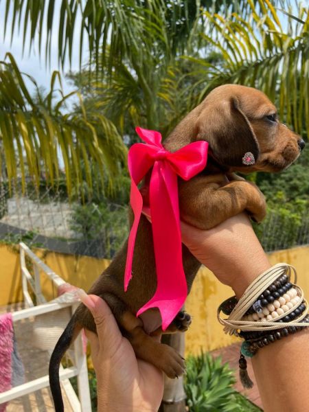 BASSET MINI TECKEL LINDA FMEA DOURADA PARC DEZ X ENTREGO HOJE CHAMA NO ZAP