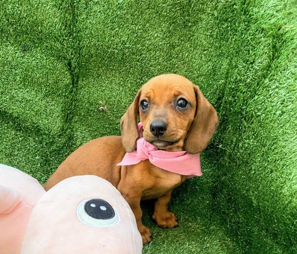 BASSET MINI TECKEL LINDA FMEA DOURADA PARC DEZ X ENTREGO HOJE CHAMA NO ZAP
