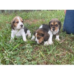Beagle SUA PESQUISA POR BEAGLE TERMINA AQUI CES CRIADOS POR MDICA VET So Paulo So Paulo