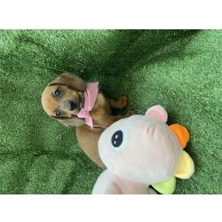 Dachshund SALSICHA FMEA MINI CARAMELO So Paulo Cotia