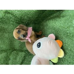Dachshund SALSICHA FMEA MINI CARAMELO So Paulo Cotia