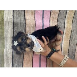 Yorkshire Terrier YORKSHIRE MACHO PRONTA ENTREGA