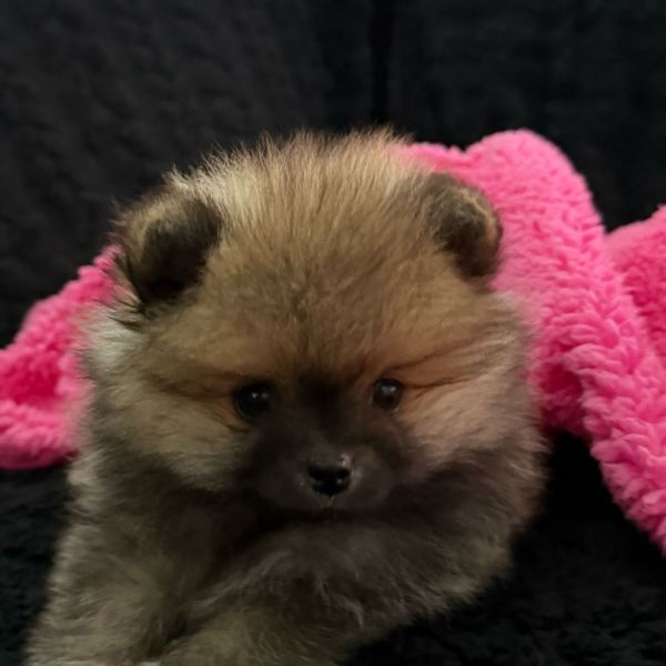 Spitz Alemão anão Mini Toy Lulu Pomerânia Lop Pedigree