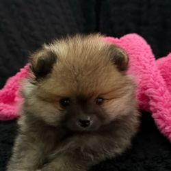 Spitz Alemo Spitz Alemo ano Mini Toy Lulu Pomernia Lop Pedigree Aveiro S. Joo Da Madeira