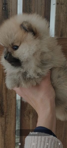 Spitz Alemão anão Mini Toy Lulu Pomerânia Lop Pedigree