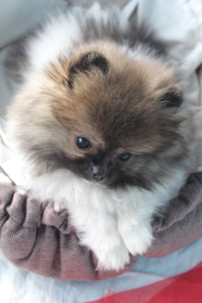 Spitz Alemo ano mini Lulu Pomernia com Lop Pedigree