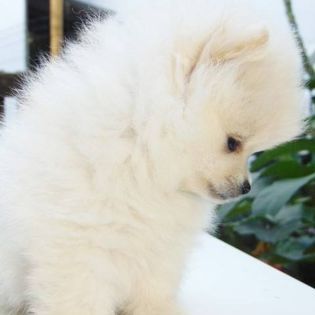 Spitz Alemo ano mini Lulu Pomernia com Lop Pedigree