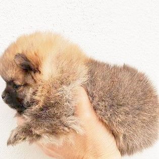 Spitz Alemo ano mini Lulu Pomernia com Lop Pedigree