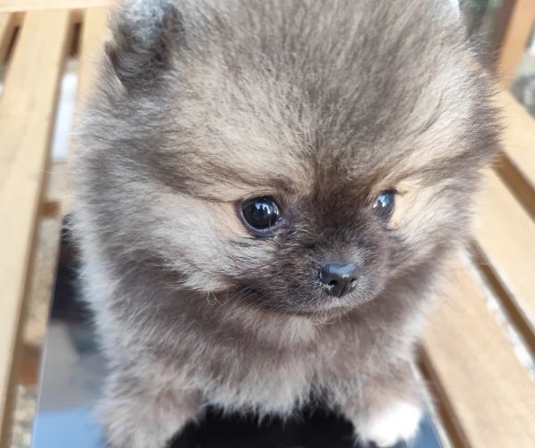 Spitz Alemo ano mini Lulu Pomernia com Lop Pedigree