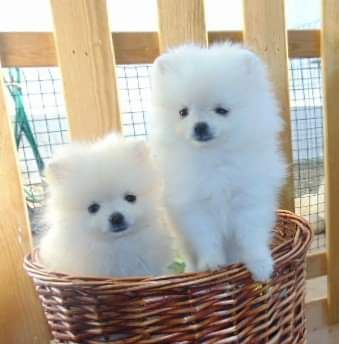 Spitz Alemo ano mini Lulu Pomernia com Lop Pedigree