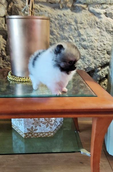 Spitz Alemo ano teacup  Lulu Pomernia com Lop Pedigree