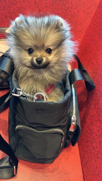 Spitz Alemo ano teacup  Lulu Pomernia com Lop Pedigree