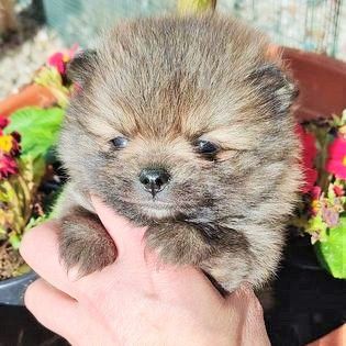 Spitz Alemo ano teacup  Lulu Pomernia com Lop Pedigree