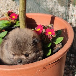 Spitz Alemo ano teacup  Lulu Pomernia com Lop Pedigree