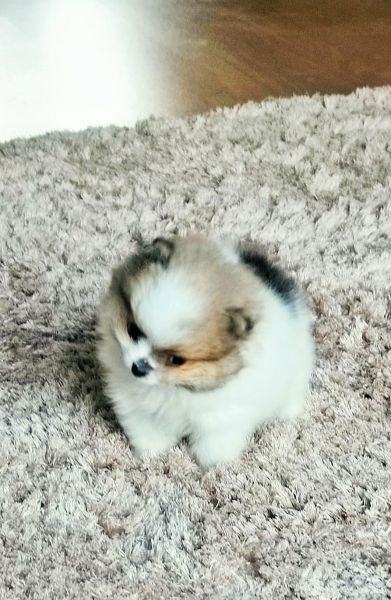 Spitz Alemo ano teacup  Lulu Pomernia com Lop Pedigree